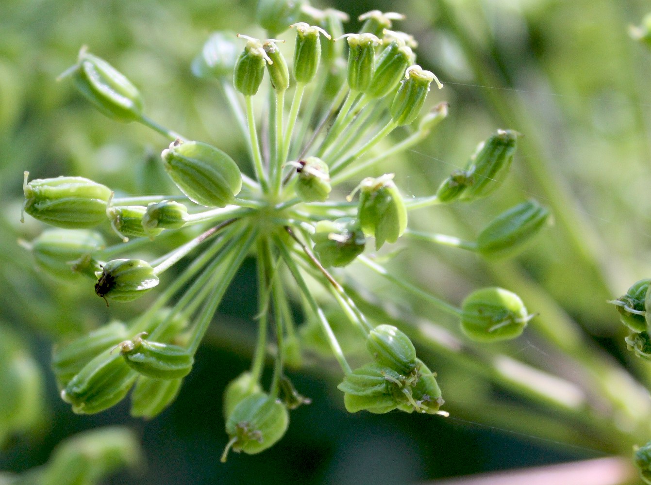 Изображение особи Archangelica officinalis.