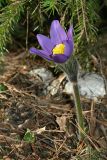 Pulsatilla patens