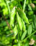 Vicia hirsuta. Соплодие. Польша, Лодзинское воеводство, г. Велюнь, пустырь у автозаправки. 29.06.2012.