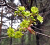 Acer platanoides