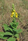 Verbascum phlomoides. Цветущее растение. Крым, Ленинский р-н, окр. г. Щелкино, берег оз. Акташ, искусственно облесенная степь. 19 июня 2013 г.