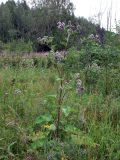 Arctium tomentosum