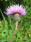 Cirsium serratuloides. Соцветие. Кемеровская обл., Крапивинский р-н, окр. с. Ивановка, о-в Долгий на р. Томь. 14.07.2009.