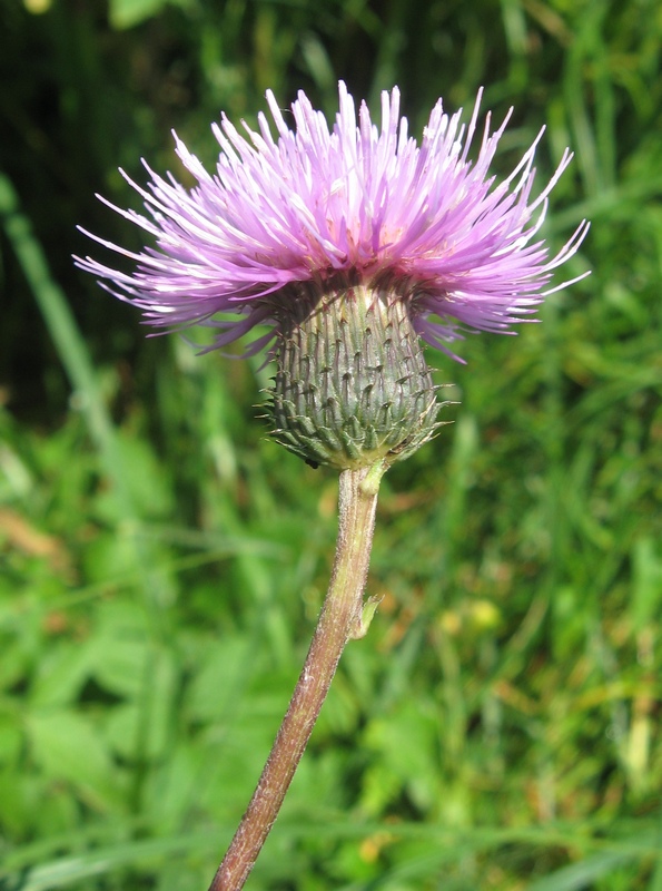 Image of Cirsium serratuloides specimen.