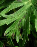 Anemonastrum fasciculatum