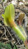 Astragalus henningii