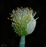 Allium fistulosum