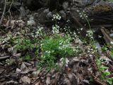 Arabidopsis gemmifera. Цветущие растения. Приморский край, Дальнегорский городской округ, окр. с. Каменка, Прямая Падь, обочина дороги в смешанном лесу вблизи реки. 11.06.2016.