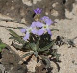 Matthiola fruticulosa разновидность bolleana. Цветущее растение. Испания, автономное сообщество Канарские острова, остров Фуэртевентура, провинция Лас Пальмас, муниципалитет Ла Олива, северные окр. пос. Эль Котильо, восточнее пояса дюн. 13.03.2016.