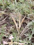 Astragalus palibinii