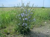 Cichorium intybus