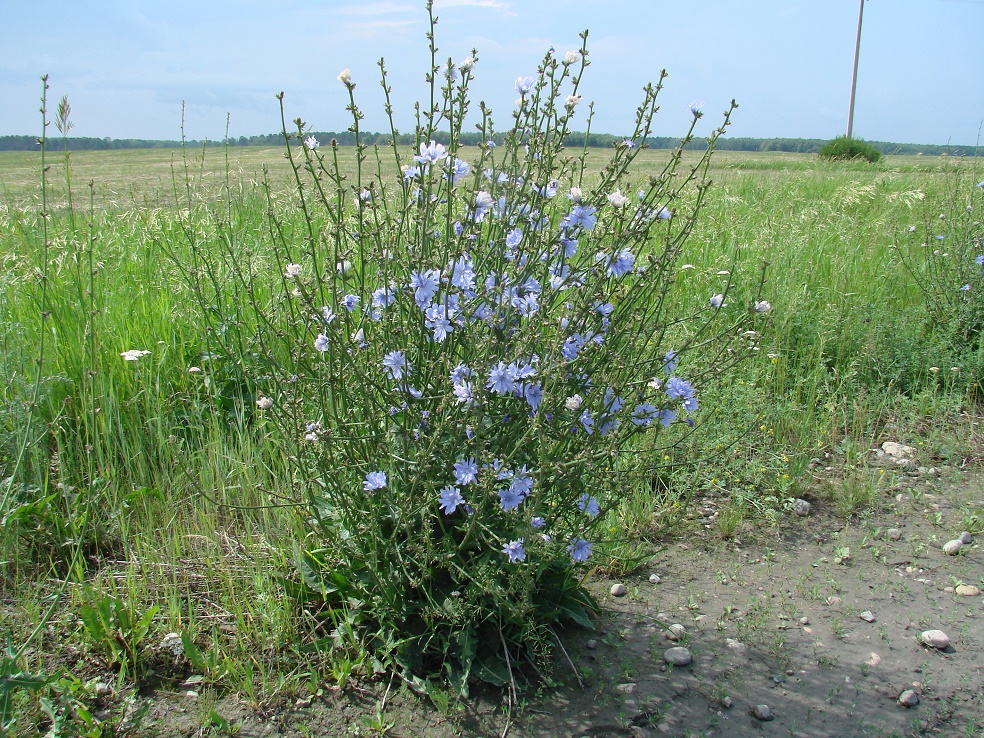 Изображение особи Cichorium intybus.