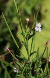 Epilobium pyrricholophum