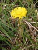 Tussilago farfara