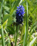 род Muscari