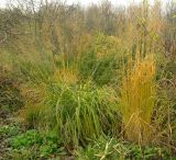 Molinia caerulea ssp. arundinacea