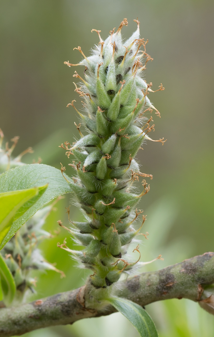 Изображение особи Salix gmelinii.