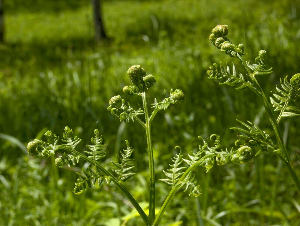 Изображение особи Pteridium pinetorum.