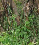 Equisetum hyemale