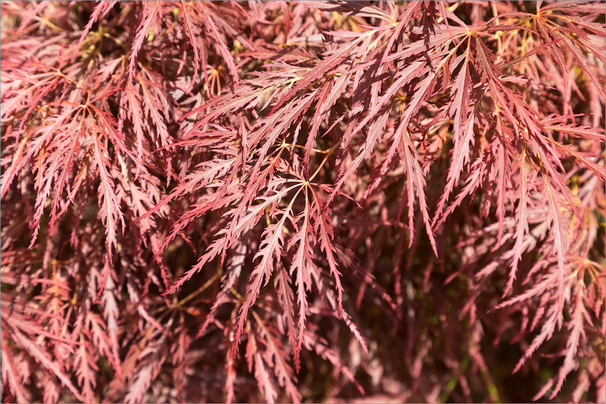 Изображение особи Acer palmatum.