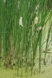 Typha angustifolia. Плодоносящие растения. Орловская обл., национальный парк \"Орловское Полесье\". 03.07.2007.