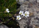 Gypsophila tenuifolia. Верхушки побегов с соцветиями. Абхазия, Рицинский реликтовый национальный парк, гора Чха, ≈ 2300 м н.у.м., на поросшем мхом участке скалы. 15.07.2017.