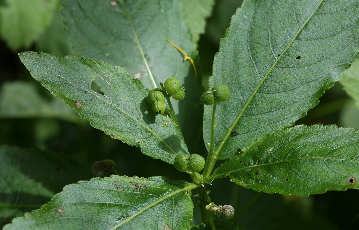 Изображение особи Mercurialis perennis.