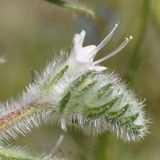 Echium italicum