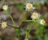 Erigeron acris