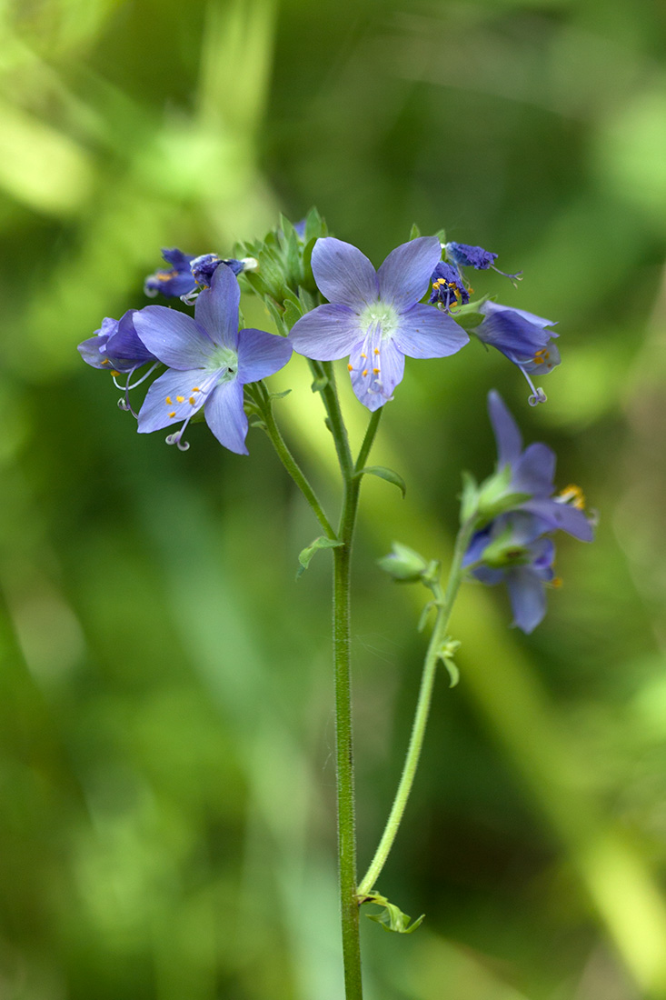 Изображение особи Polemonium caeruleum.