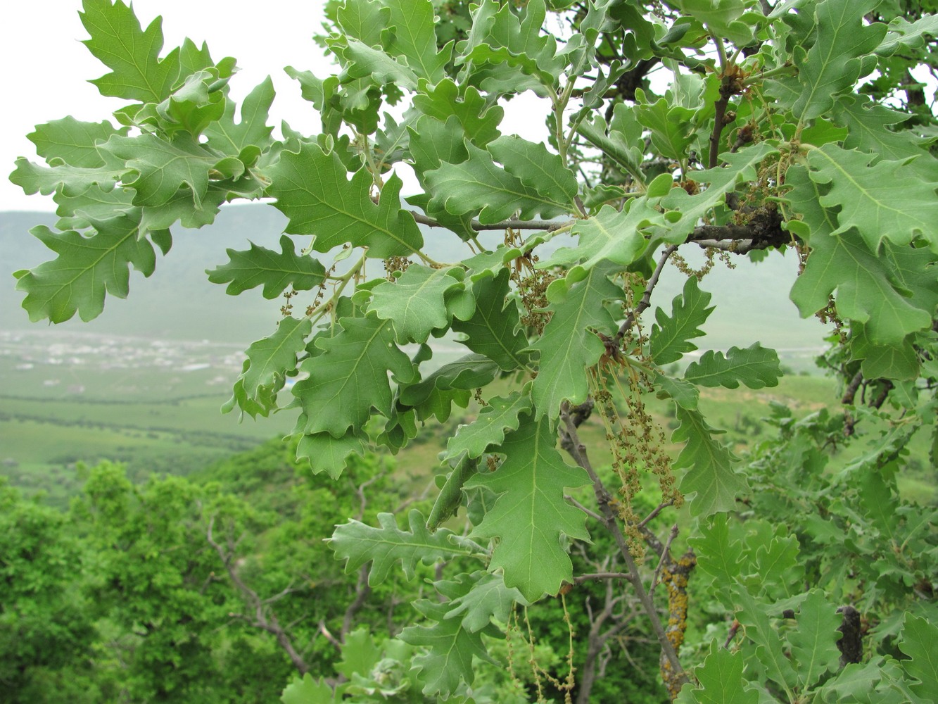 Изображение особи Quercus pubescens.