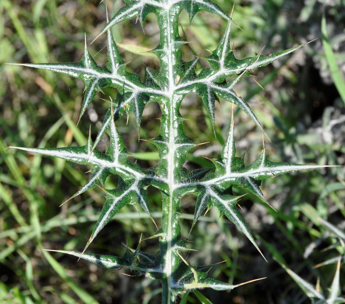 Изображение особи Echinops spinosissimus.