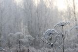 Heracleum sosnowskyi