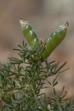 Lupinus angustifolius