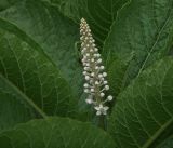 Phytolacca acinosa