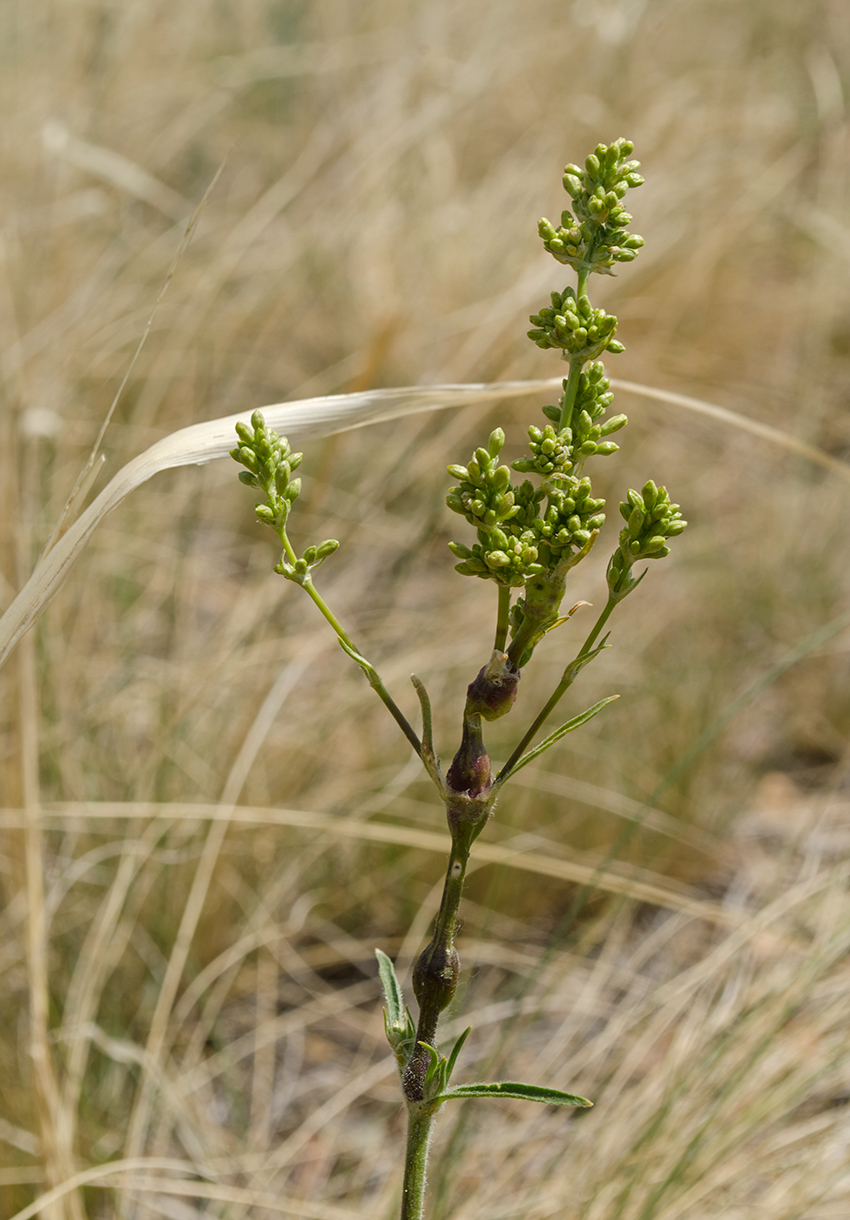 Изображение особи Silene chersonensis.