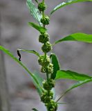 Parietaria officinalis