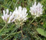 Astragalus onobrychis