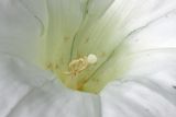 Calystegia silvatica. Центральная часть цветка. Республика Адыгея, г. Майкоп, южная окраина, водораздельный хребет Нагиеж-Уашх, кустарниковые заросли, у тропинки. 21.06.2020.