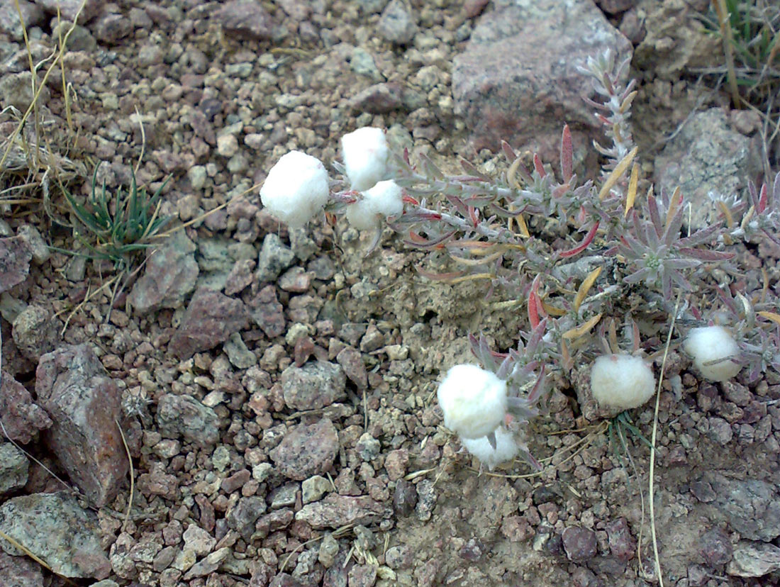 Изображение особи семейство Chenopodiaceae.