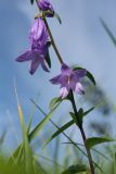 Campanula rapunculoides