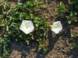 Ipomoea imperati