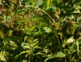 Chaerophyllum aromaticum