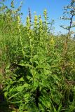 Solidago virgaurea. Цветущее растение. Республика Адыгея, Майкопский р-н, ок. 7 км к югу от с. Новопрохладное, хр. Ду-Ду-Гуш, выс. ок. 1570 м н.у.м., субальпийский луг, на склоне. 30.07.2022.