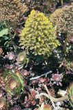 genus Aeonium