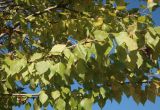 Populus &times; berolinensis