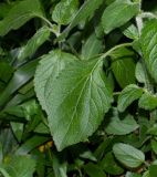 Ageratum houstonianum