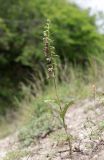 Epipactis helleborine