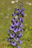 Delphinium flexuosum