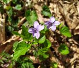 Viola reichenbachiana. Цветок и листья. Краснодарский край, г/о Сочи, Хостинский р-н, у дороги к Ореховскому водопаду. 05.04.2024.